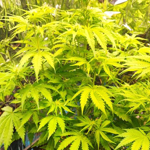 Purple Punch Auto  growlog timeline photo