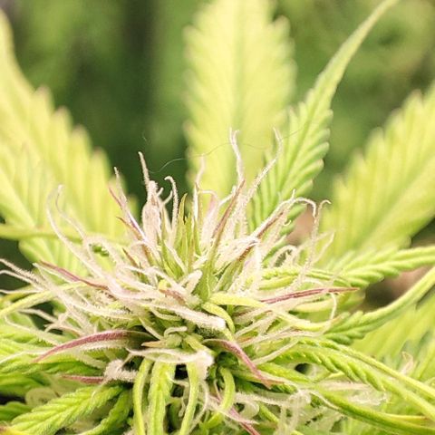 Purple Punch Auto  growlog timeline photo