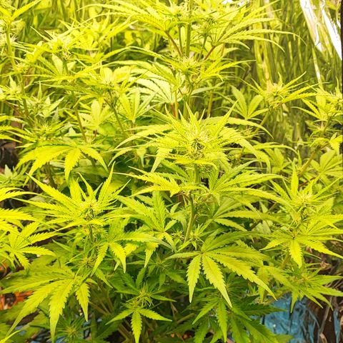 Apple Fritter growlog timeline photo