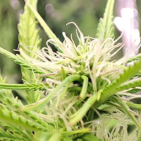 Apple Fritter growlog timeline photo