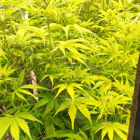 Sweet ZZ growlog timeline photo