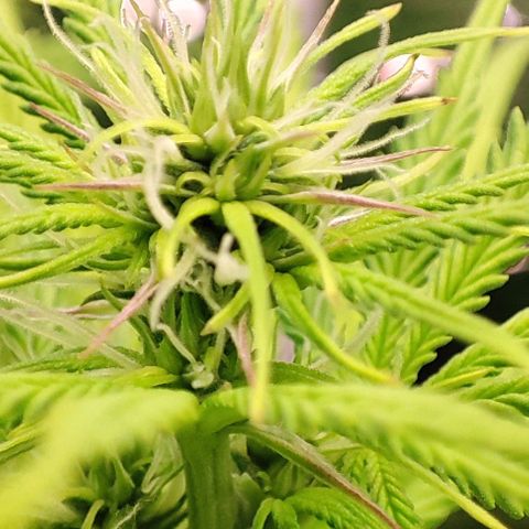 Sweet ZZ growlog timeline photo
