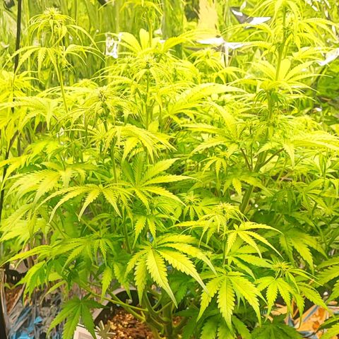 Sweet ZZ growlog timeline photo