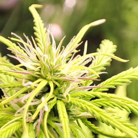 Sweet ZZ growlog timeline photo