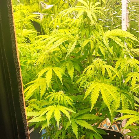 Purple Punch Auto  growlog timeline photo