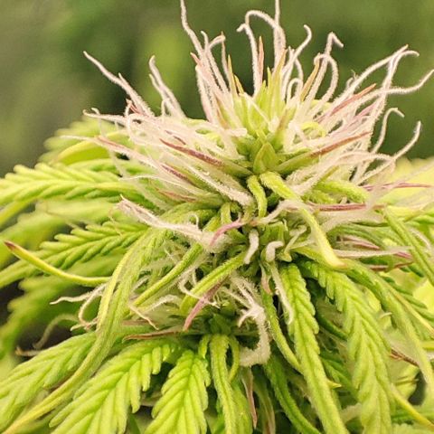 Purple Punch Auto  growlog timeline photo