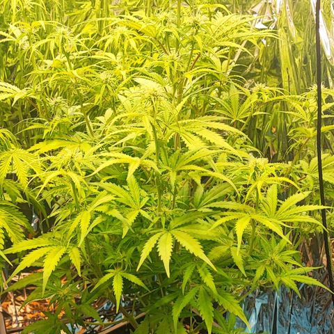 Apple Fritter growlog timeline photo