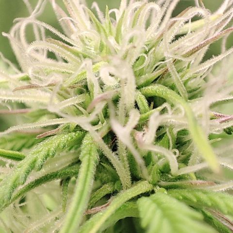 Apple Fritter growlog timeline photo