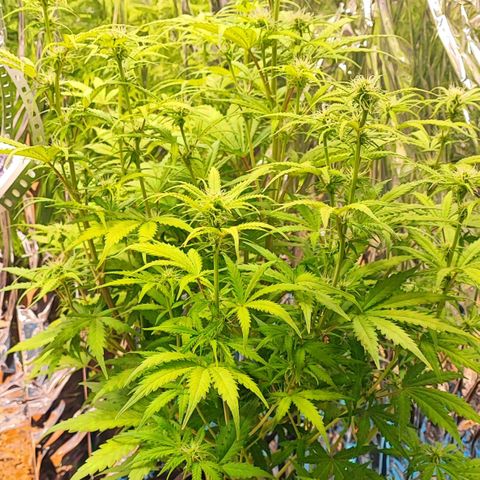 Apple Fritter growlog timeline photo
