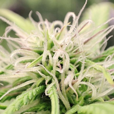 Apple Fritter growlog timeline photo