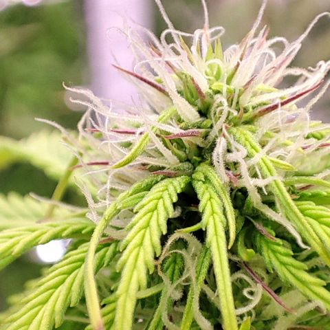 Purple Punch Auto  growlog timeline photo
