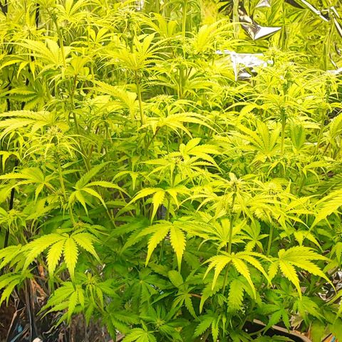 Sweet ZZ growlog timeline photo