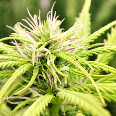 Sweet ZZ growlog timeline photo