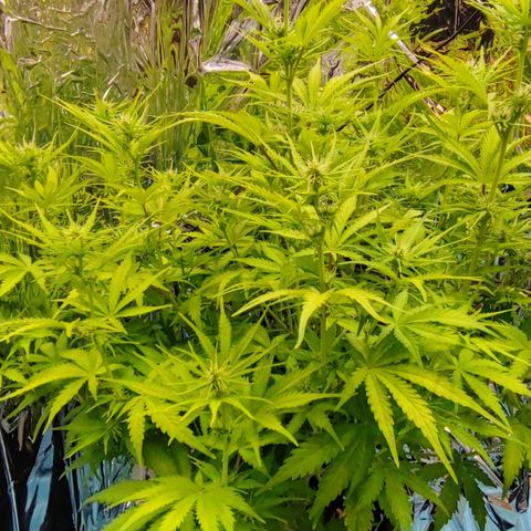 Sweet ZZ growlog timeline photo