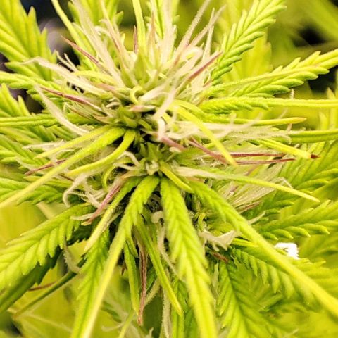Sweet ZZ growlog timeline photo
