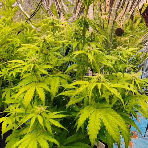Purple Punch Auto  growlog timeline photo