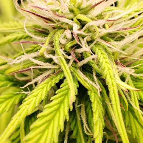 Purple Punch Auto  growlog timeline photo