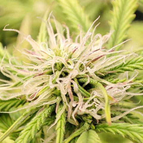Apple Fritter growlog timeline photo