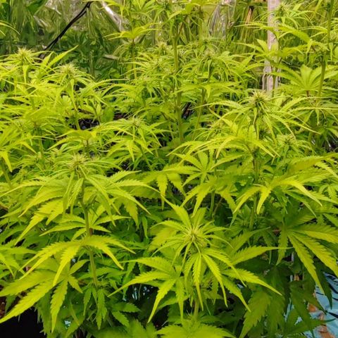 Sweet ZZ growlog timeline photo