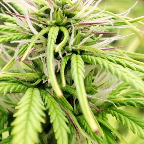 Sweet ZZ growlog timeline photo