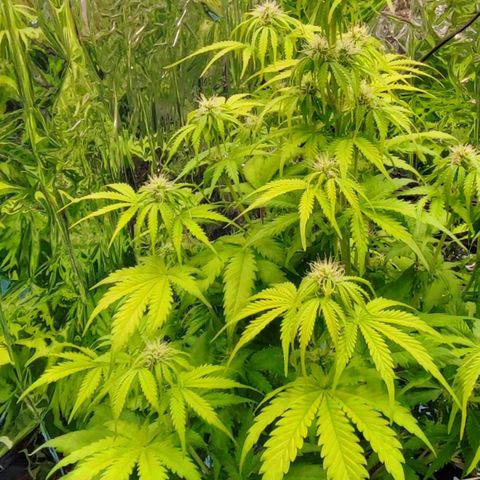 Purple Punch Auto  growlog timeline photo