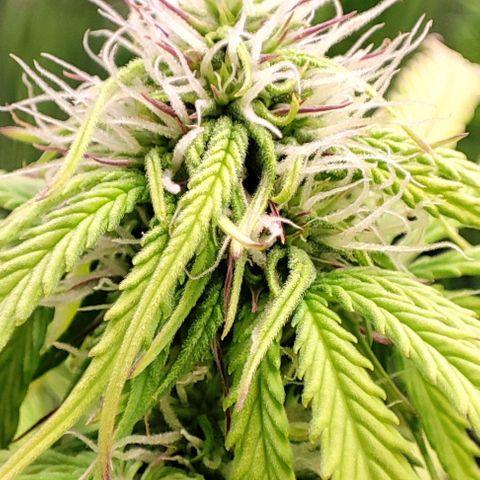Purple Punch Auto  growlog timeline photo