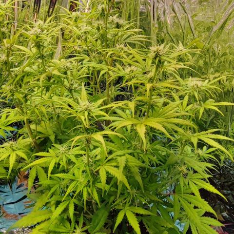 Apple Fritter growlog timeline photo