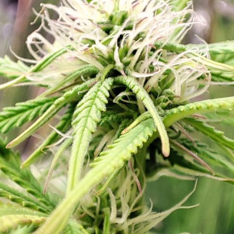 Apple Fritter growlog timeline photo