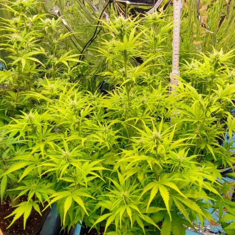 Sweet ZZ growlog timeline photo