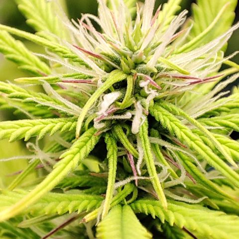 Sweet ZZ growlog timeline photo