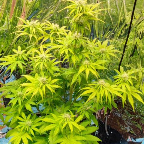 Purple Punch Auto  growlog timeline photo