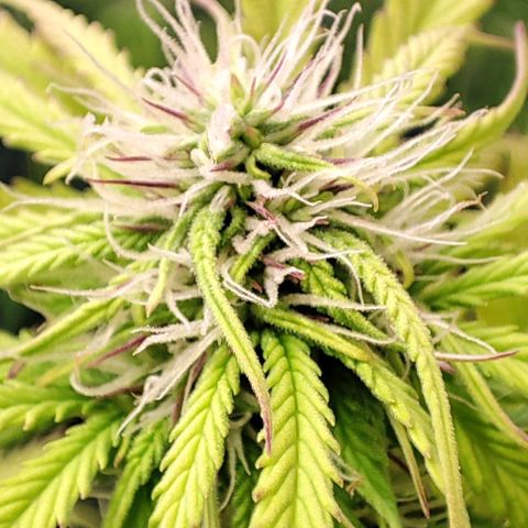 Purple Punch Auto  growlog timeline photo