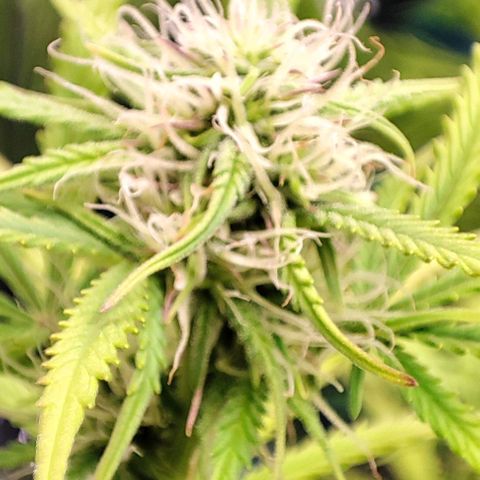 Apple Fritter growlog timeline photo