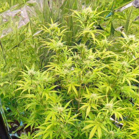 Apple Fritter growlog timeline photo
