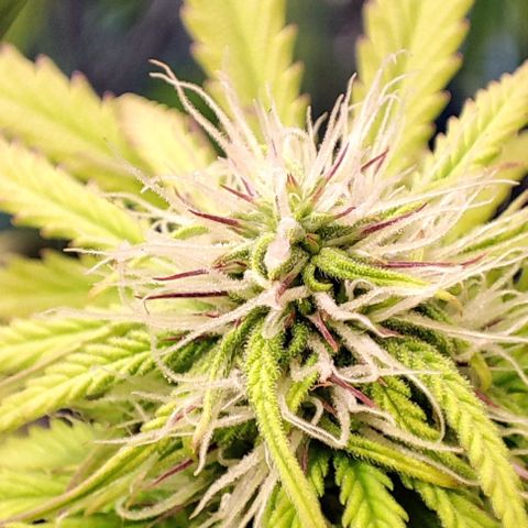 Purple Punch Auto  growlog timeline photo