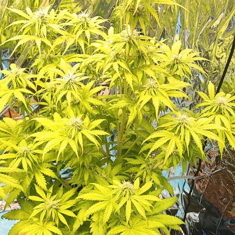 Purple Punch Auto  growlog timeline photo