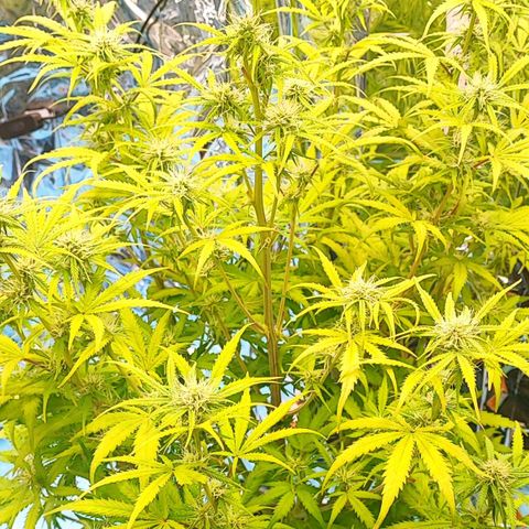 Apple Fritter growlog timeline photo