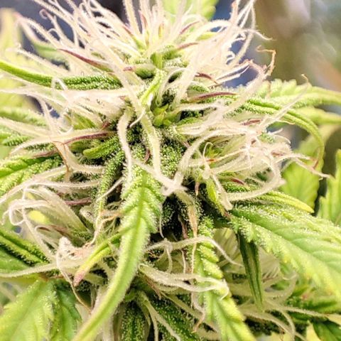Apple Fritter growlog timeline photo