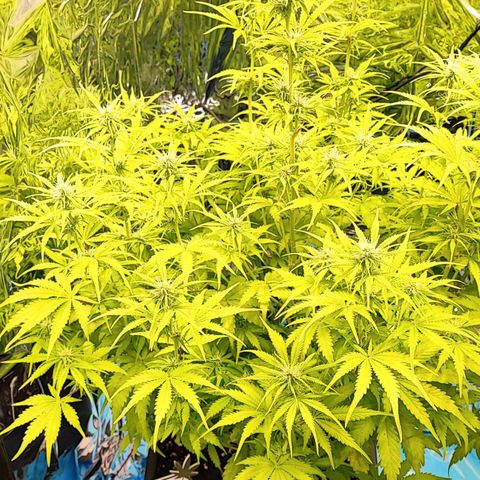 Sweet ZZ growlog timeline photo