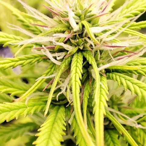 Sweet ZZ growlog timeline photo