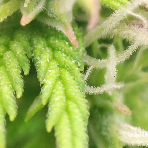 Sweet ZZ growlog timeline photo