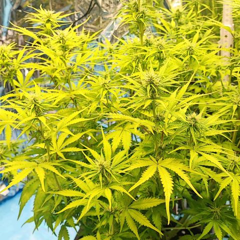Sweet ZZ growlog timeline photo