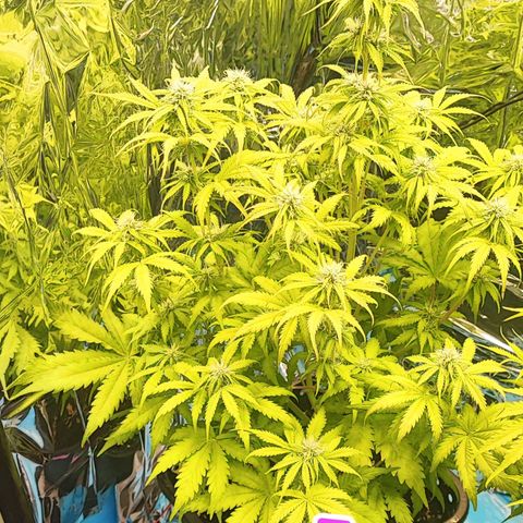 Purple Punch Auto  growlog timeline photo