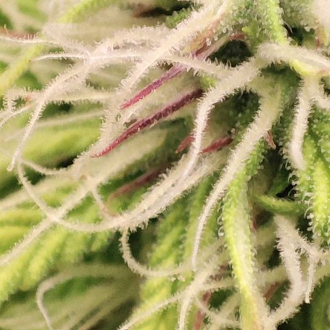 Purple Punch Auto  growlog timeline photo