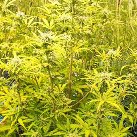 Apple Fritter growlog timeline photo