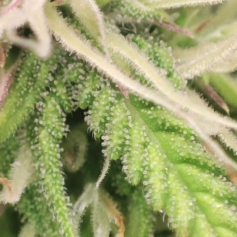 Apple Fritter growlog timeline photo
