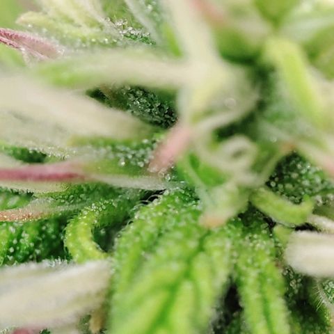 Sweet ZZ growlog timeline photo