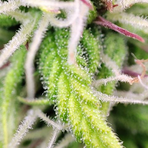 Purple Punch Auto  growlog timeline photo