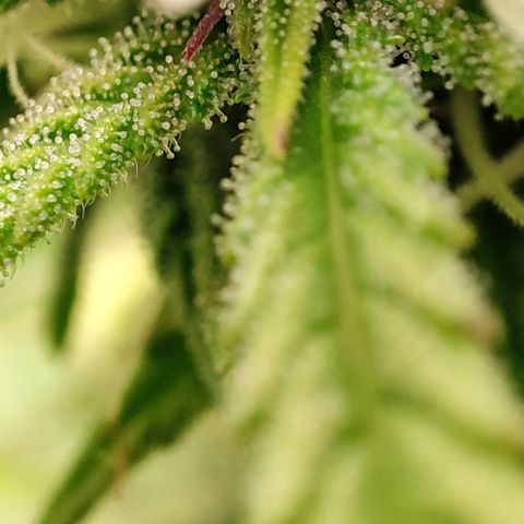 Apple Fritter growlog timeline photo