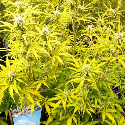 Apple Fritter growlog timeline photo